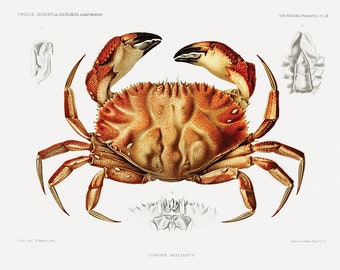 LARGE Crab Art Print, Crab, Crabs, Nautical, Beach, Sea Life, Vintage Art, Crab Illustration, Art Print, Illustration Art, Vintage, Antique,