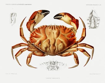 Crab Artwork, Print, Artwork, Scene, Scenery, Crab Print, Maryland Art, Print, Crab, Cancer,