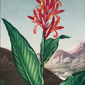 Robert John Thornton, Temple of Flora, Flower Art, Flowers, Flora Artwork, Tropical Art, Bird of Paradise,