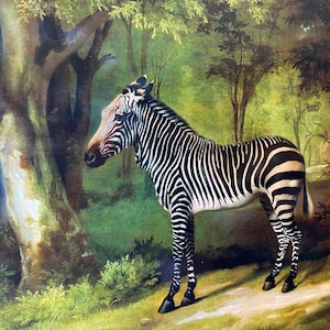 Vintage Zebra Art Print, George Stubbs, Antique Animal Wall Art, Jungle Safari Art Print, Artwork, Print of a Painting, Vintage Art