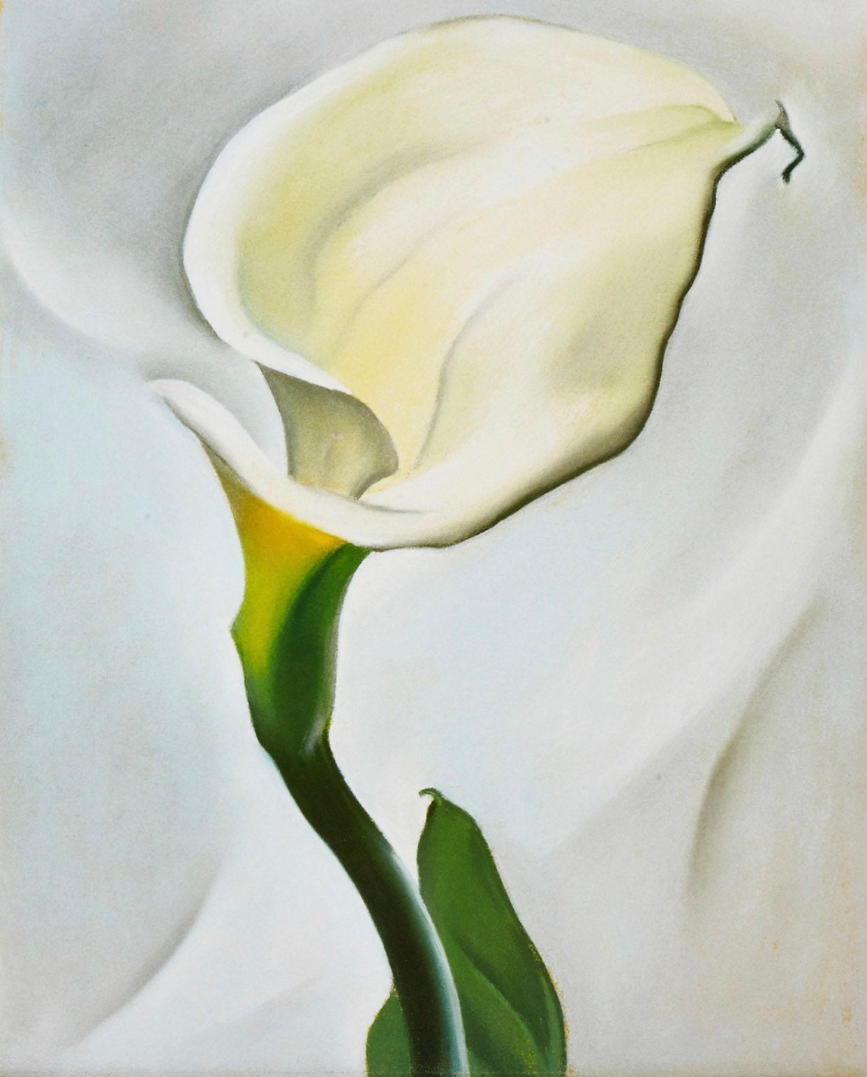 Georgia O'keeffe Calla Lily Turned Away Fine Art Print Artwork