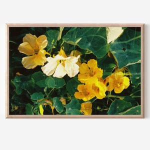 Yellow Nasturtium Double Exposure on 35mm film /// digital download flower wall art, film photography, nature print, garden closeup image 1