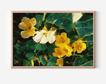 Yellow Nasturtium Double Exposure on 35mm film /// *digital download* flower wall art, film photography, nature print, garden closeup