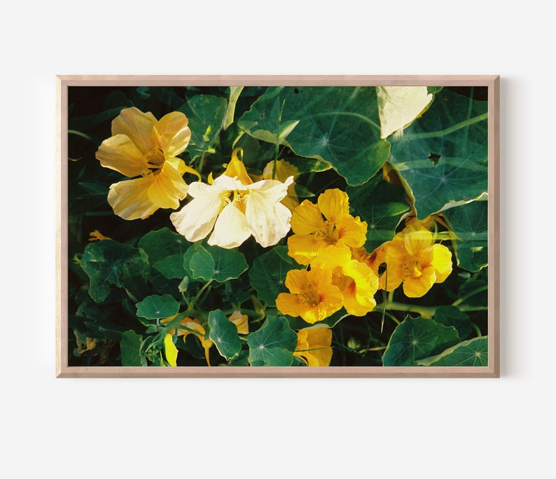 Yellow Nasturtium Double Exposure on 35mm film /// digital download flower wall art, film photography, nature print, garden closeup image 1