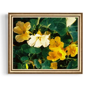 Yellow Nasturtium Double Exposure on 35mm film /// digital download flower wall art, film photography, nature print, garden closeup image 4