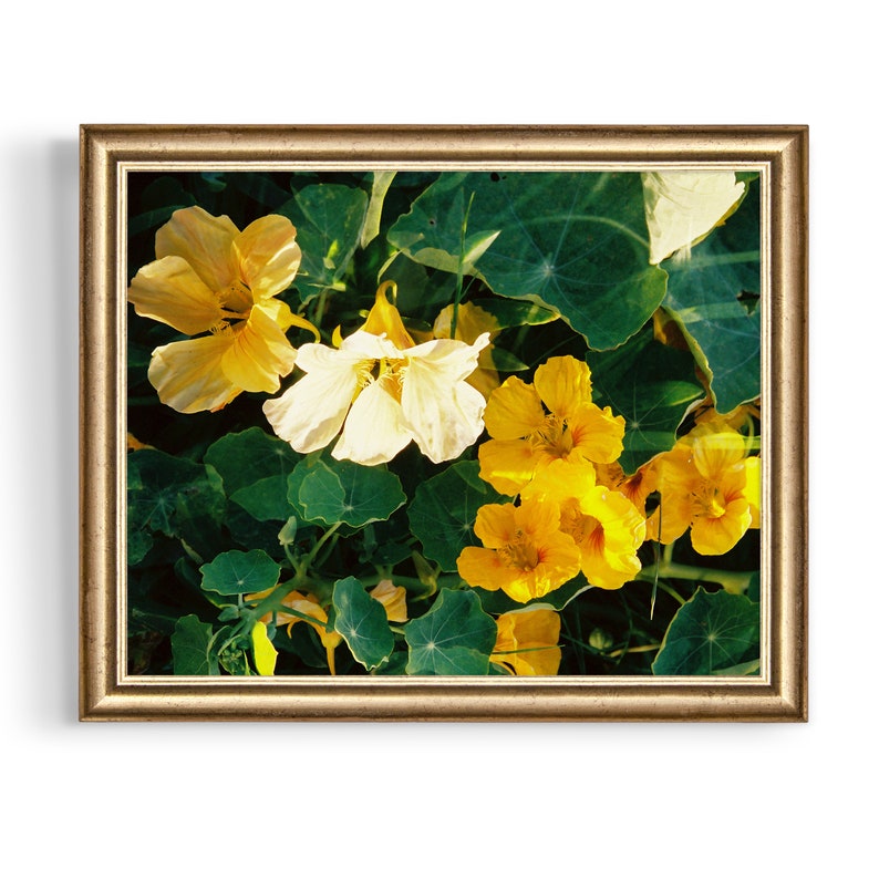 Yellow Nasturtium Double Exposure on 35mm film /// digital download flower wall art, film photography, nature print, garden closeup image 4