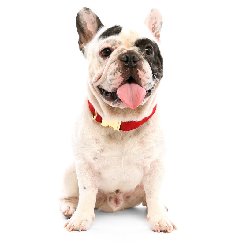 Cranberry Velvet Dog Collar // Red pet collar // Holiday dog image 3