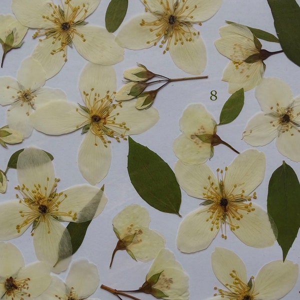 Pressed flowers - Mock Orange blossom - Dry Philadelphus flowers and leaves