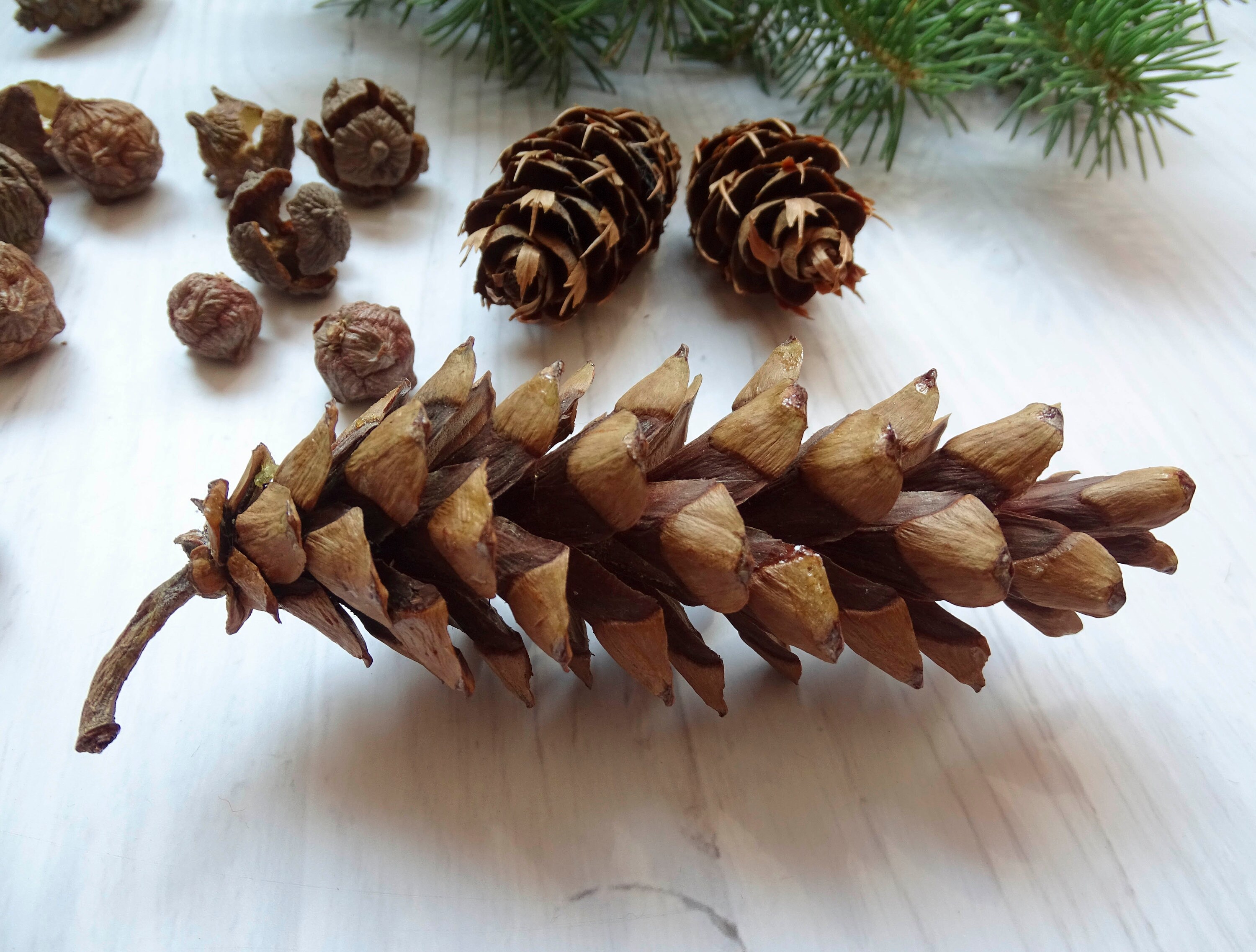 Pine Cones Mix Cedar Cypress Pine Maritime Pine Douglas - Etsy Canada