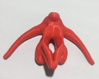 Clitoris - anatomic model including labia minoris