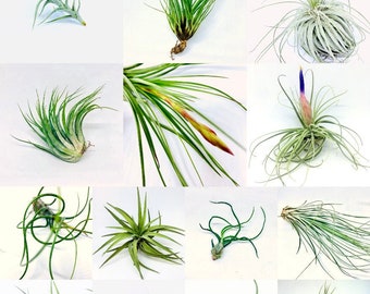 14 air plants Tillandsias, special price, Air plants variety, Plants, Green, Nature, Bromeliacee