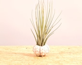 White Sea Urchin Juncea