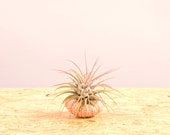 Pink Sea Urchin Ionantha air plant