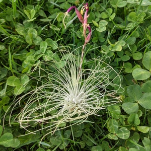 3 x Air Plant Tillandsia Argentea Tillandsias Tillandsien Air plants Green Decor Nature Plant Home Plant American Plant image 1