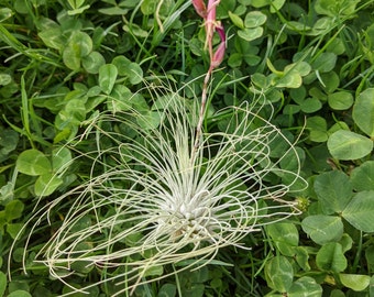 3 x Air Plant | Tillandsia | Argentea | Tillandsias | Tillandsien | Air plants | Green Decor | Nature | Plant | Home Plant | American Plant