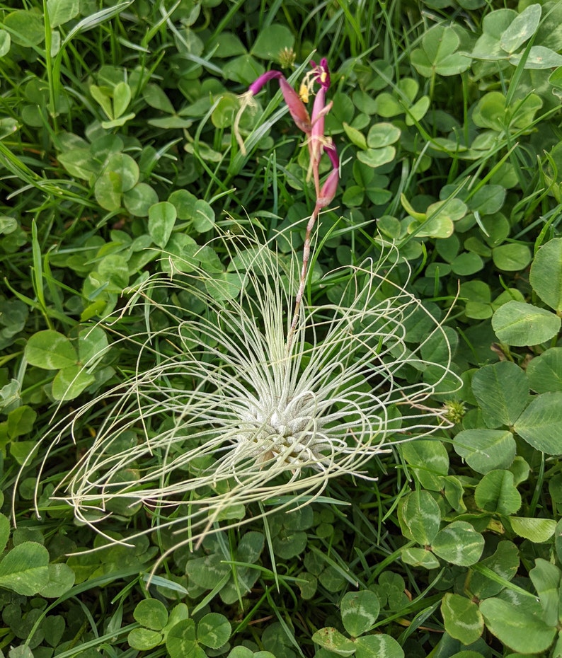 3 x Air Plant Tillandsia Argentea Tillandsias Tillandsien Air plants Green Decor Nature Plant Home Plant American Plant image 1