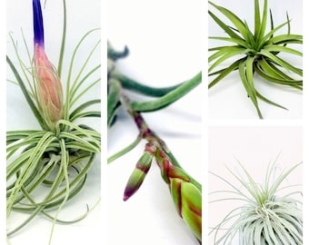 4 AIR PLANTS | Tillandsias Collection | Air plants box | 4 Plants | Green Decor | House plant | Plants | Nature | Bromeliacee | Green