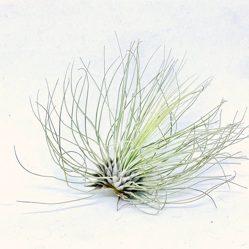 3 x Air Plant Tillandsia Argentea Tillandsias Tillandsien Air plants Green Decor Nature Plant Home Plant American Plant image 3