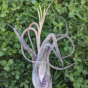 Tillandsia Caput Medusae, pianta aerea, air plant