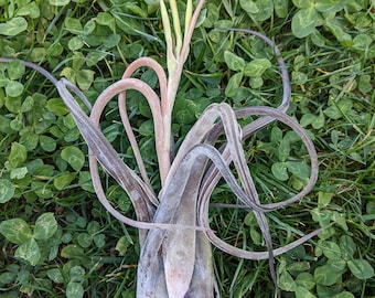 Tillandsia Caput Medusae, pianta aerea, air plant