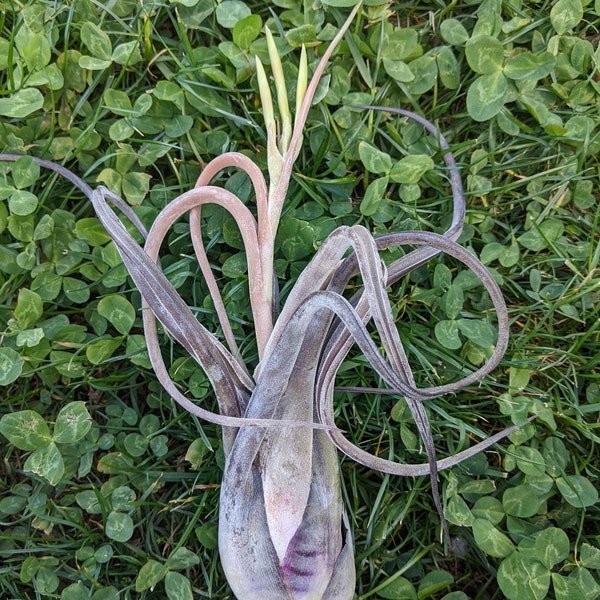 Tillandsia Caput Medusae, pianta aerea, plante aérienne