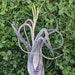 see more listings in the AIR PLANTS section