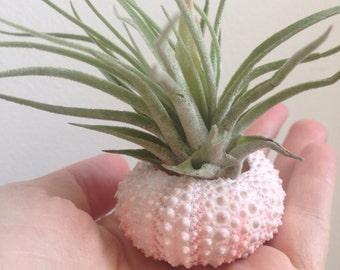 Air Plant Oaxacana | Sea Urchin | Tillandsia | Air plant | Green Gift | Plant |  Nature | Sea shell | Pink Sea Urchin | Pink Plant ! Green