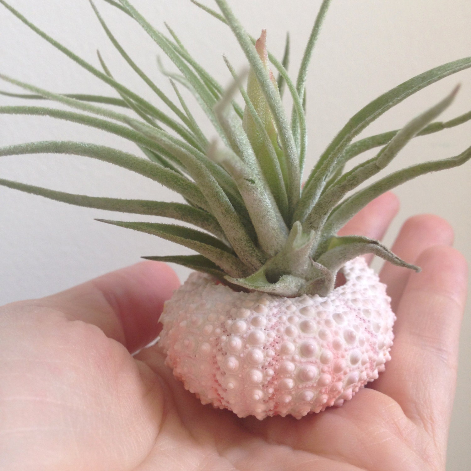 Usine d'air Oaxacana | d'oursins Tillandsia d'usine Cadeaux Verts Des Plantes Nature de Coquillages 