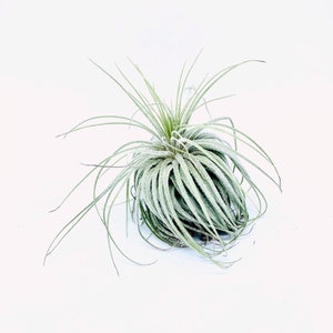 Luchtinstallatie | Tillandsia | Magnusiana | Luchtplanten | Installatie | Tillandsia&#39;s | Unieke plant | Groen | Natuur | Bromelia | Groen decor