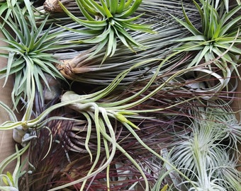 20 AIR PLANTS | Tillandsias Collection | Air plants box | 10 Plants | Green Decor | House plant | Plants | Nature | Bromeliacee | Green