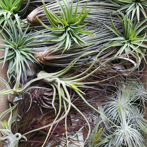 20 plantas de aire, tillandsia, bromelias, air plants, verde, naturaleza, variedad, plantas