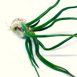 3 x Tillandsia Bulbosa, Tillandsia&#39;s, Luftpflanzen, Natuur, Plant, Tillandsien, Bulbosa, luchtplanten, groen
