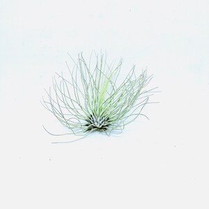 3 x Air Plant Tillandsia Argentea Tillandsias Tillandsien Air plants Green Decor Nature Plant Home Plant American Plant image 4