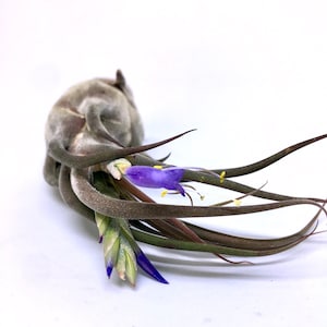 Air plant Tillandsia Seleriana, Air plants, Tillandsien, Luftpflanzen, Nature, Green, Air plant, Plant
