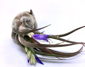 Air plant Tillandsia Seleriana, Air plants, Tillandsien, Luftpflanzen, Nature, Green, Air plant, Plant