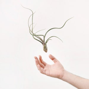 Air plant Tillandsia Baileyi, Tillandsias, Tillandsien, Air plants, Green, Nature, Bromeliacee, Luft pflanze