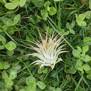 3Air Plant | Tillandsia | Ionantha | Ionantha Peach | Air plants | Plant | Tillandsias | House Plant | Nature | Bromeliacee | Green | Plants