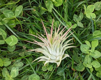 Ionantha, planta de aire, tillandsia, air plant