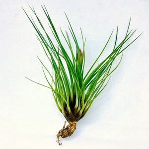 Air Plant | Tillandsia | Tricolor | Luchtplanten | | Tillandsias | Kamerplant | Natuur | Bromeliakie | Groene | Planten