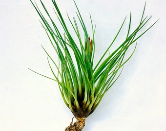 Tillandsia Tricolor, planta de aire, air plant