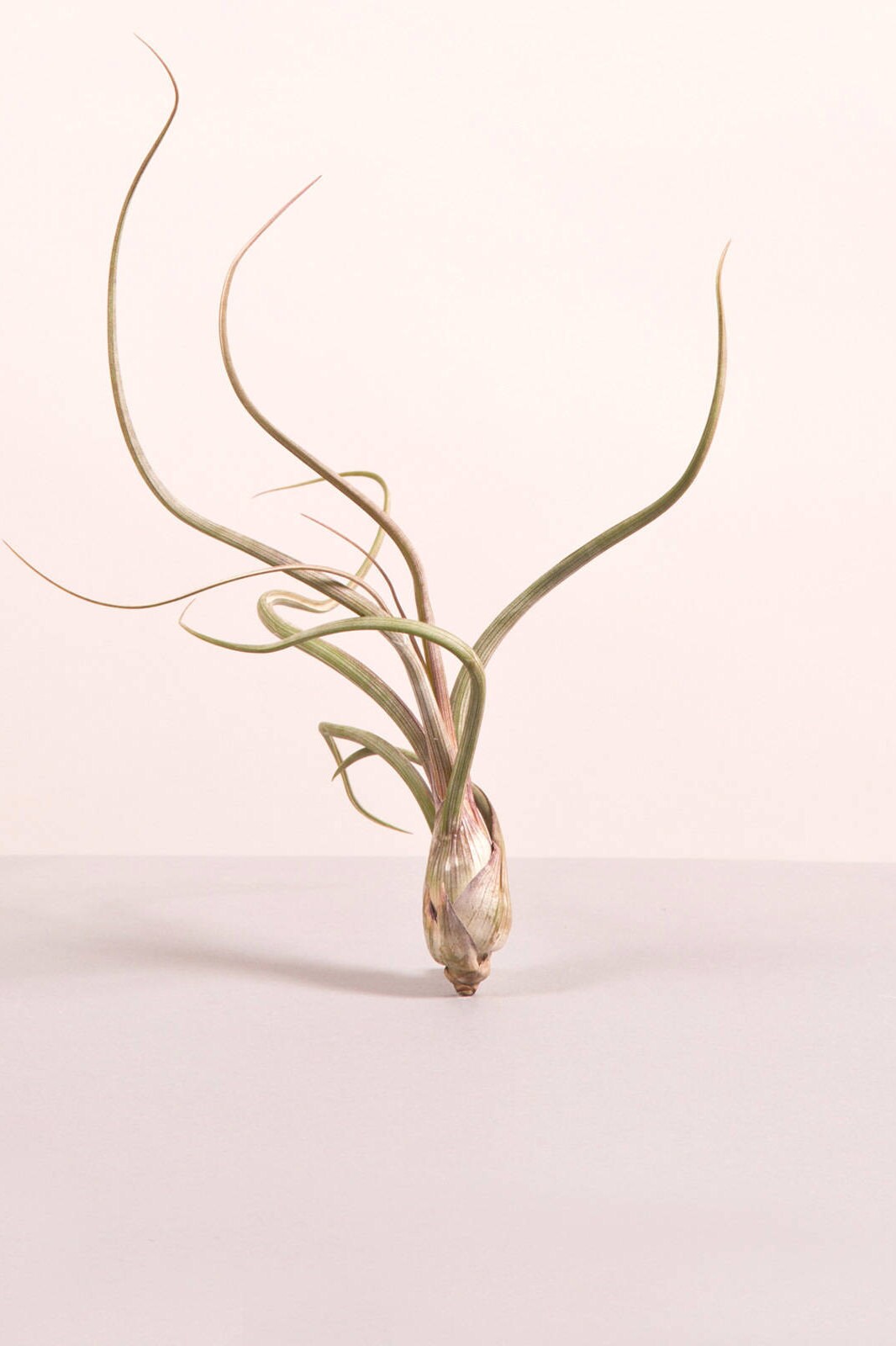 10 Luftpflanzen Tillandsias Pflanzensammlung luftpflanzen | Etsy