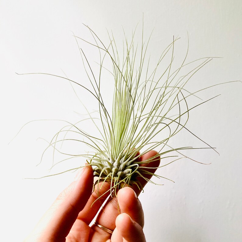 3 x Air Plant Tillandsia Argentea Tillandsias Tillandsien Air plants Green Decor Nature Plant Home Plant American Plant image 5