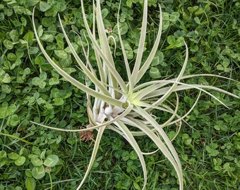 Air Plant | Tillandsia | Spherocaefala | Air plants | Plant | Tillandsias | Unique Plant | Green | Nature | Bromeliacee | Green Decor