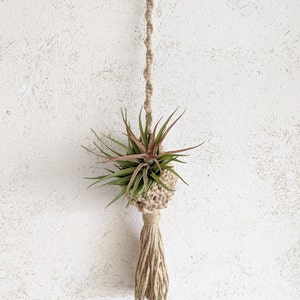 Macramé Nest & Tillandsia Velutina, Tillandsien, Pflanze, Luftpflanze, Grün, Jute, Bromeliad
