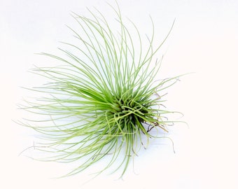 Air Plant | Tillandsia | Andreana | Usines d’air | | des plantes Tillandsias | Plante unique | | vert Nature | Broméliacée | Décor vert