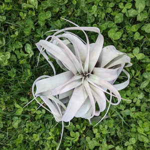 Xerographica | Air plant | Tillandsia | King of air plants | Air Plants | Tillandsias | Green gift | House plant | Live plant | No soil