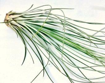 Air Plant Tillandsia Juncea, pianta aerea