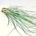see more listings in the AIR PLANTS section