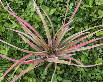 3x Air Plants | Tillandsia | Brachycaulos Multiflora | Air plants | Plant | Tillandsias | Red Plants | Nature | Bromeliacee | Green | Plants