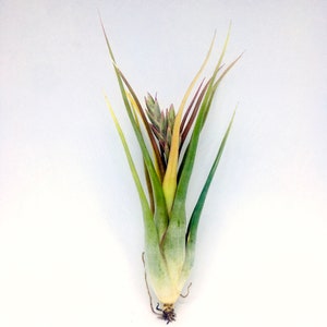 3 x Luchtplant | Tillandsia | Circinnata | Luchtplanten | planten | Tillandsia&#39;s | Unieke plant | Groen | Natuur | Bromelia | Groene inrichting
